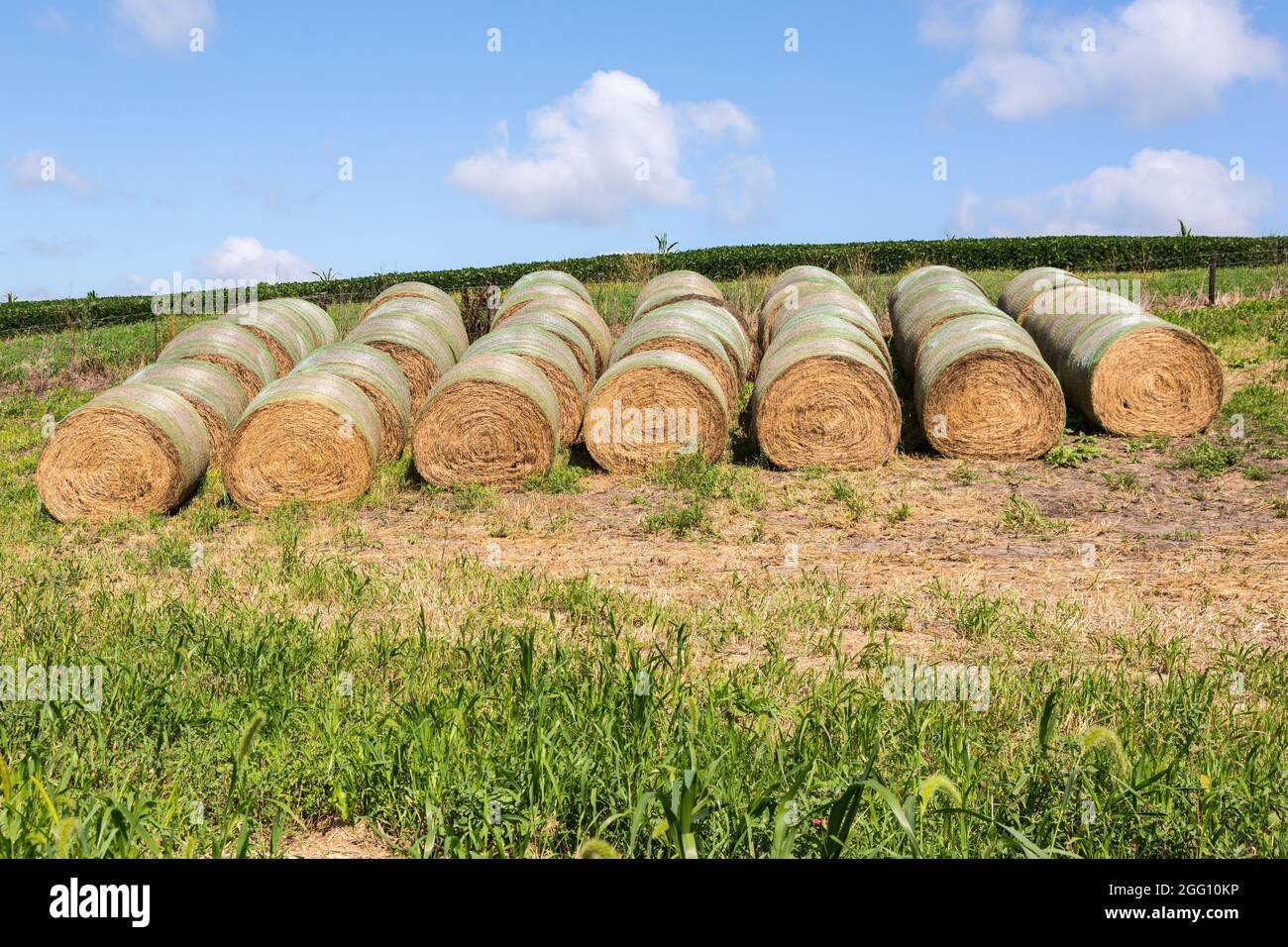 Iowa. Hay Bales, Eastern Iowa, Dubuque County. Stockfoto