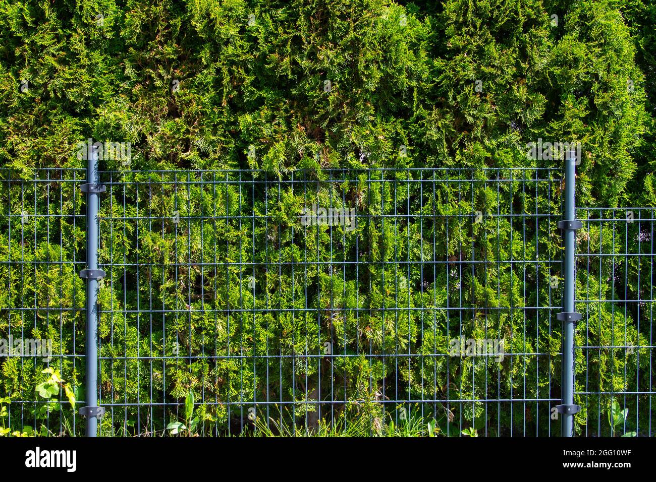 Grne Thuja-Hecke hinter einem Metallzaun Stockfotografie - Alamy