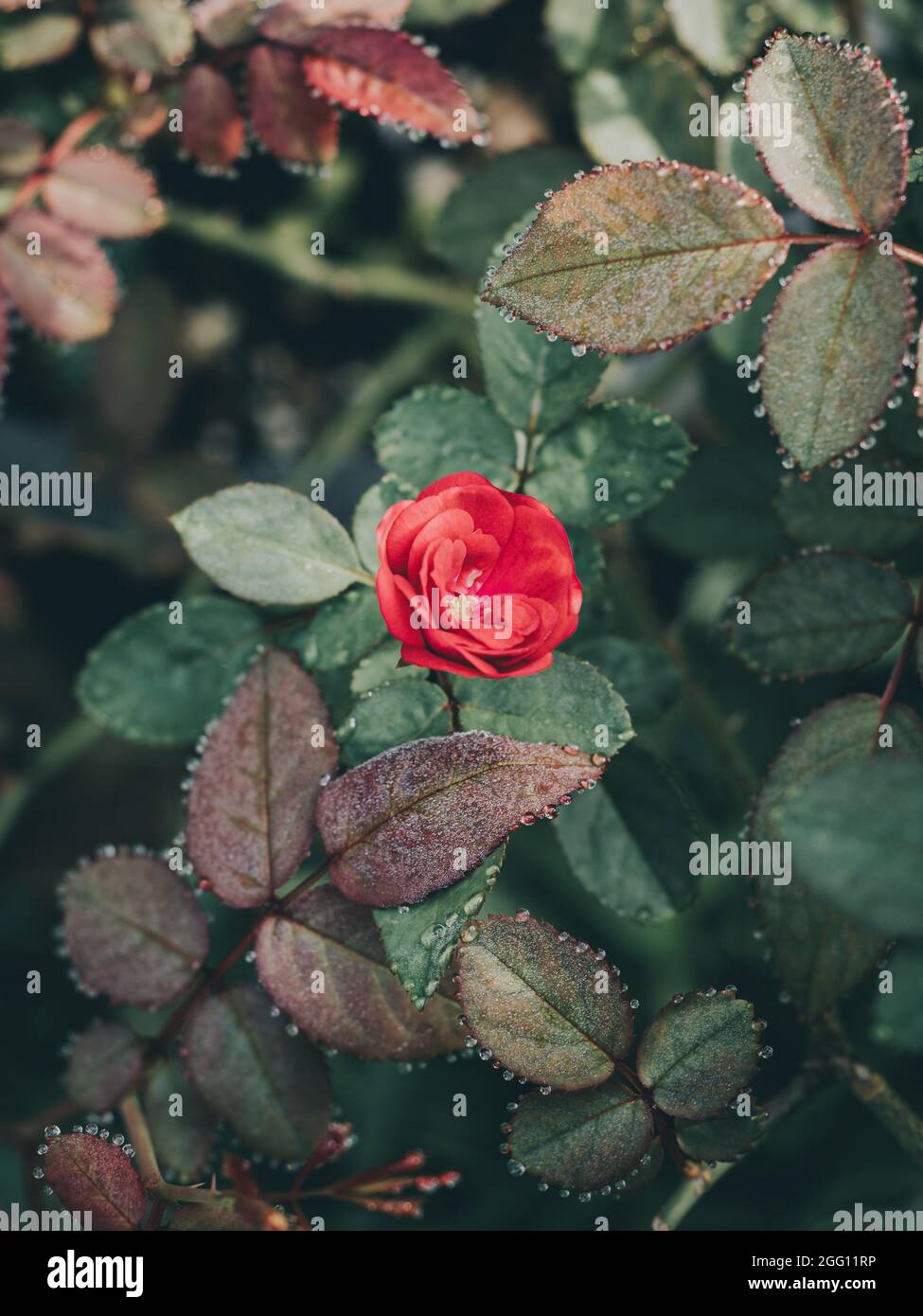 Rosenblüte und Laub, Morgentau auf den frischen Rosenblättern. Ansicht der Rosenpflanze von oben. Stockfoto