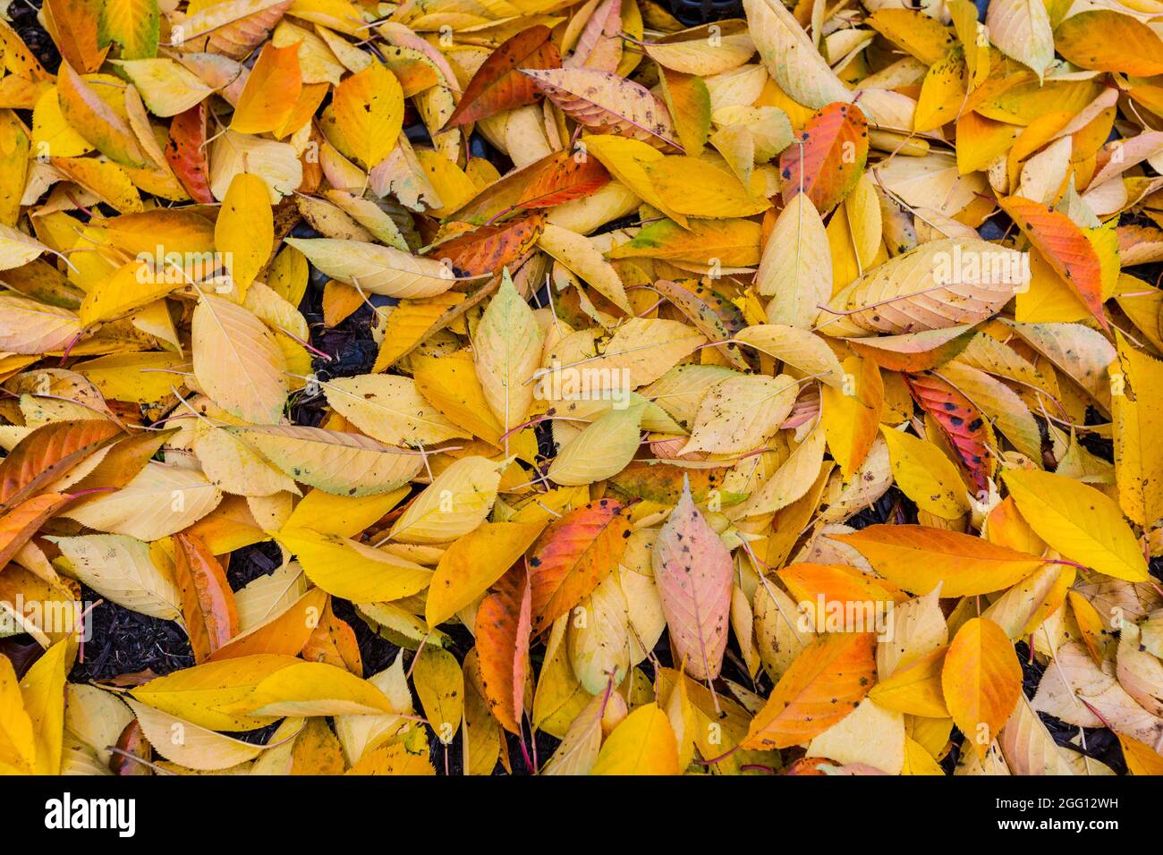 Kwanzan Kirschbaum Herbstblätter, Alexandria, Virginia, USA. Stockfoto