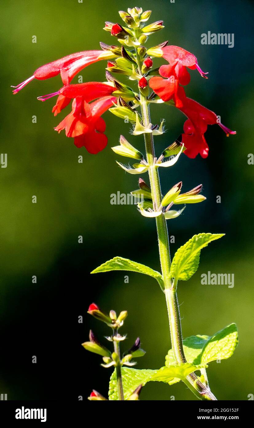 Lobelia, die auf einen dünnen Stamm reicht Stockfoto