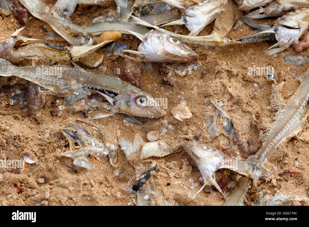 Ausrangierte Fische am Strand Redcliffe, Queensland, Australien Stockfoto