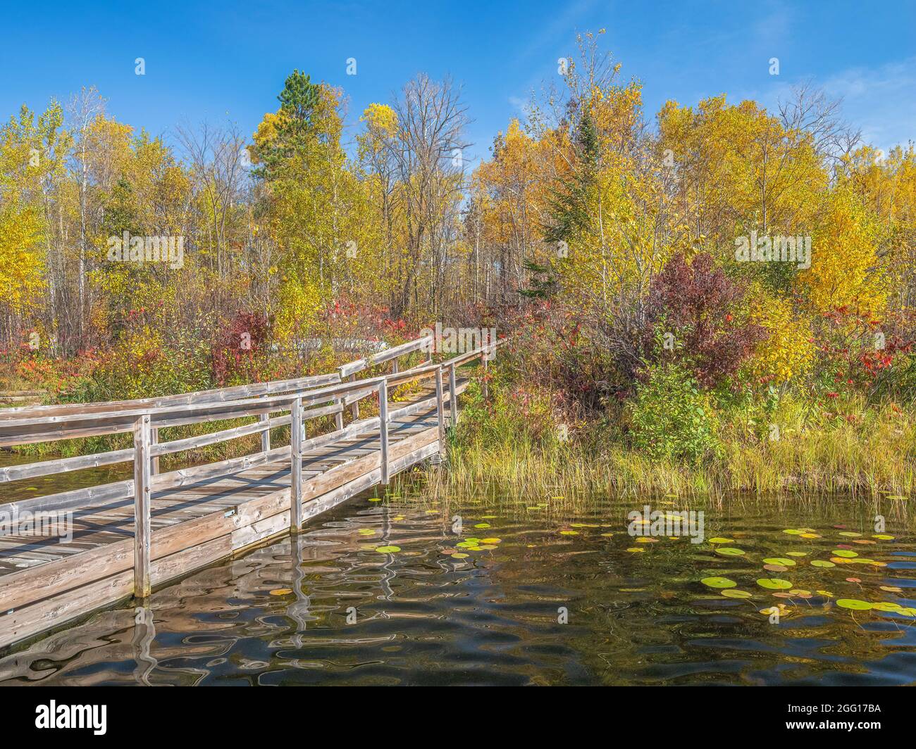 Fußbrücke über das Wasser führt zu einem Laubwald mit bunten Blättern Stockfoto