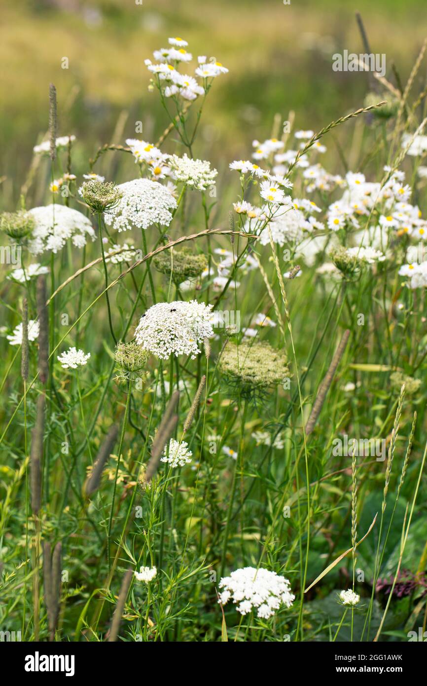 Königin Annes Spitzen-Wildblume auf einem Berggipfel in Virginia Stockfoto