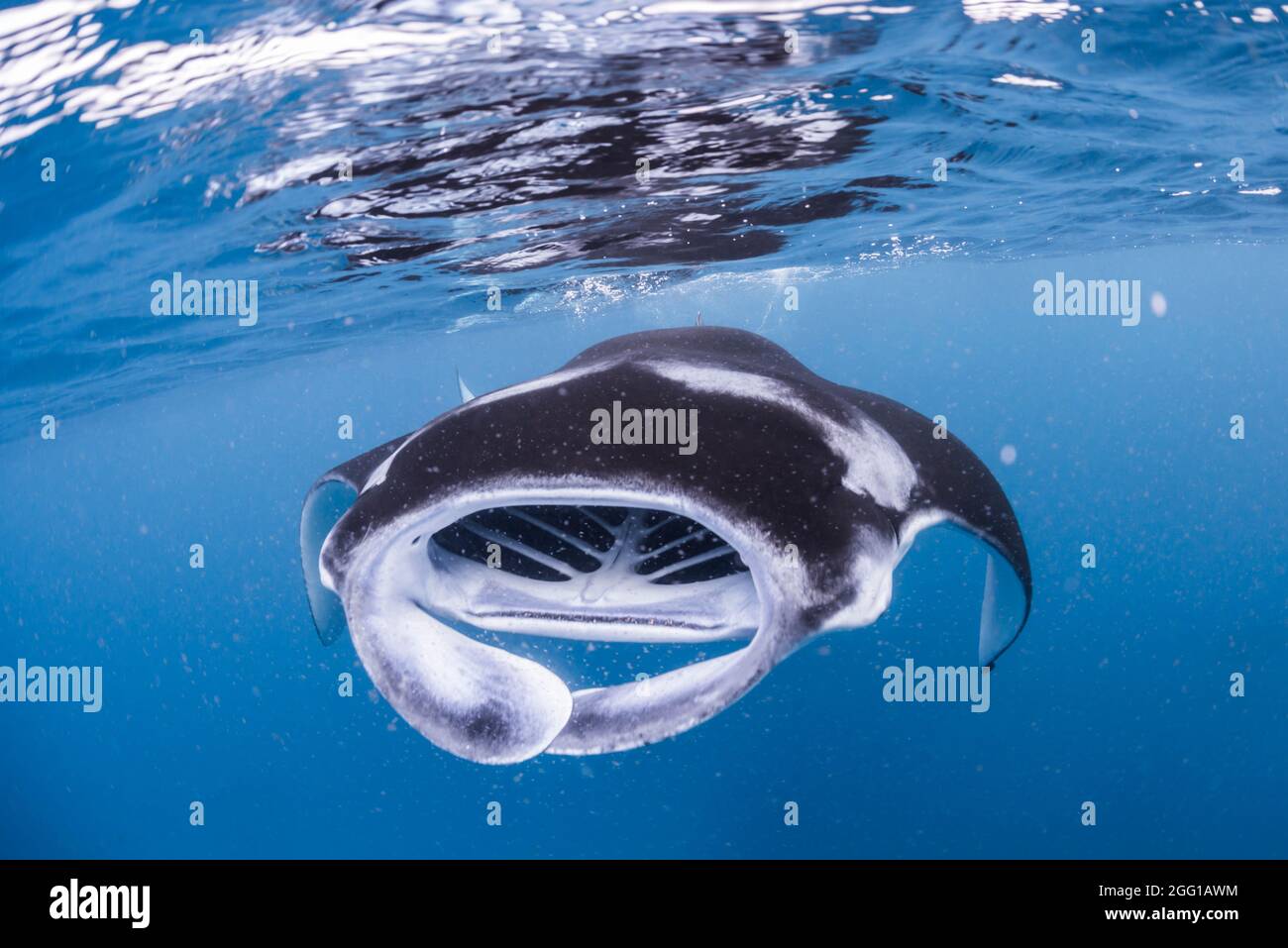 Eine Schule der Manta Rays auf den Malediven Stockfoto