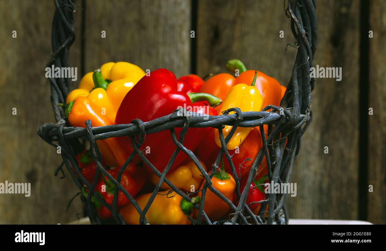 Reife rote, gelbe und orange Paprika in einem Korb Stockfoto