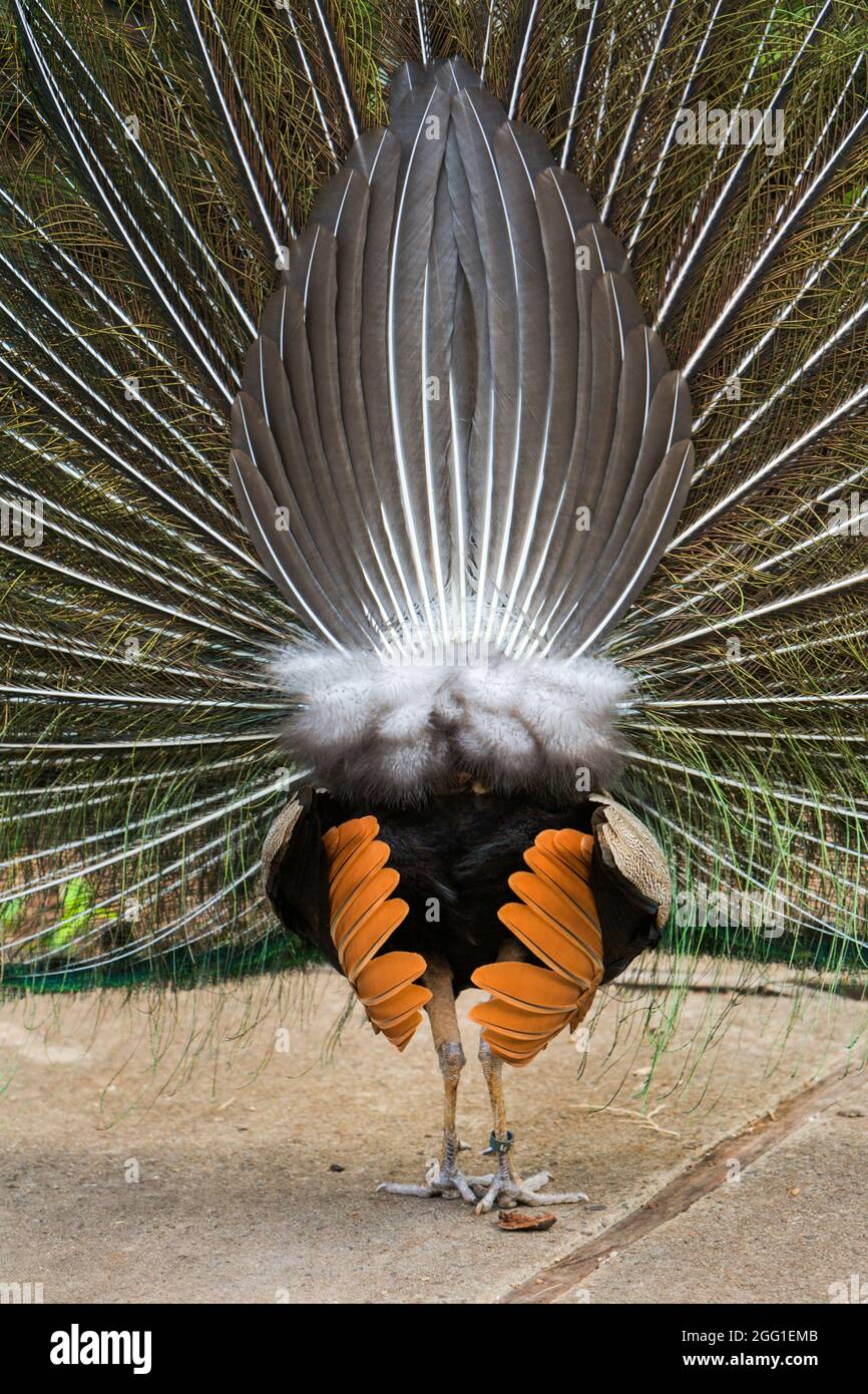 Blick auf den Schwanz des Pfaus von hinten, während er seine Federn ausbreitet. Stockfoto