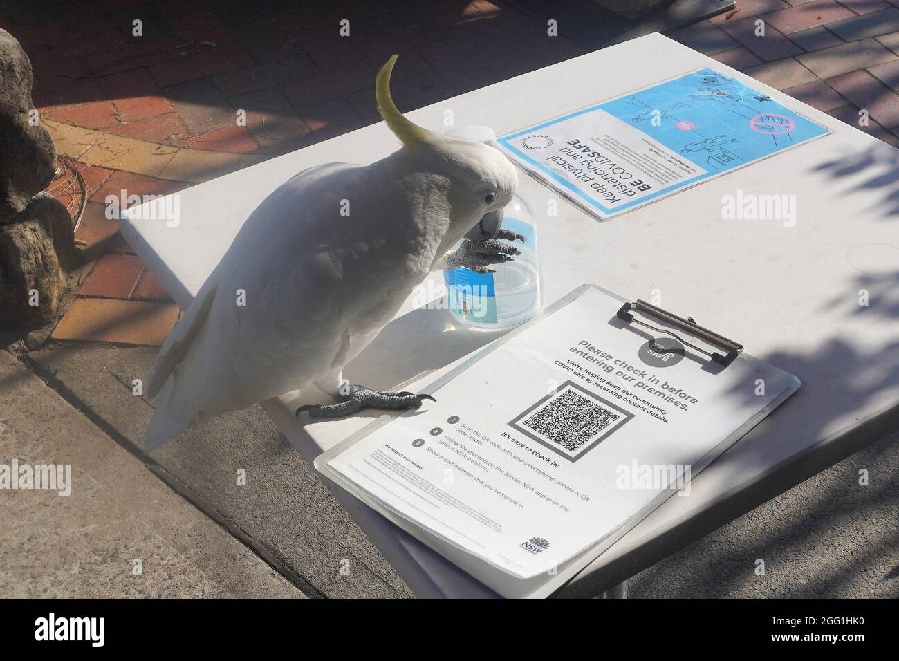 Kakadu thronte auf einem Tisch und schaute auf ein QR-Code-Check-in-Blatt Stockfoto