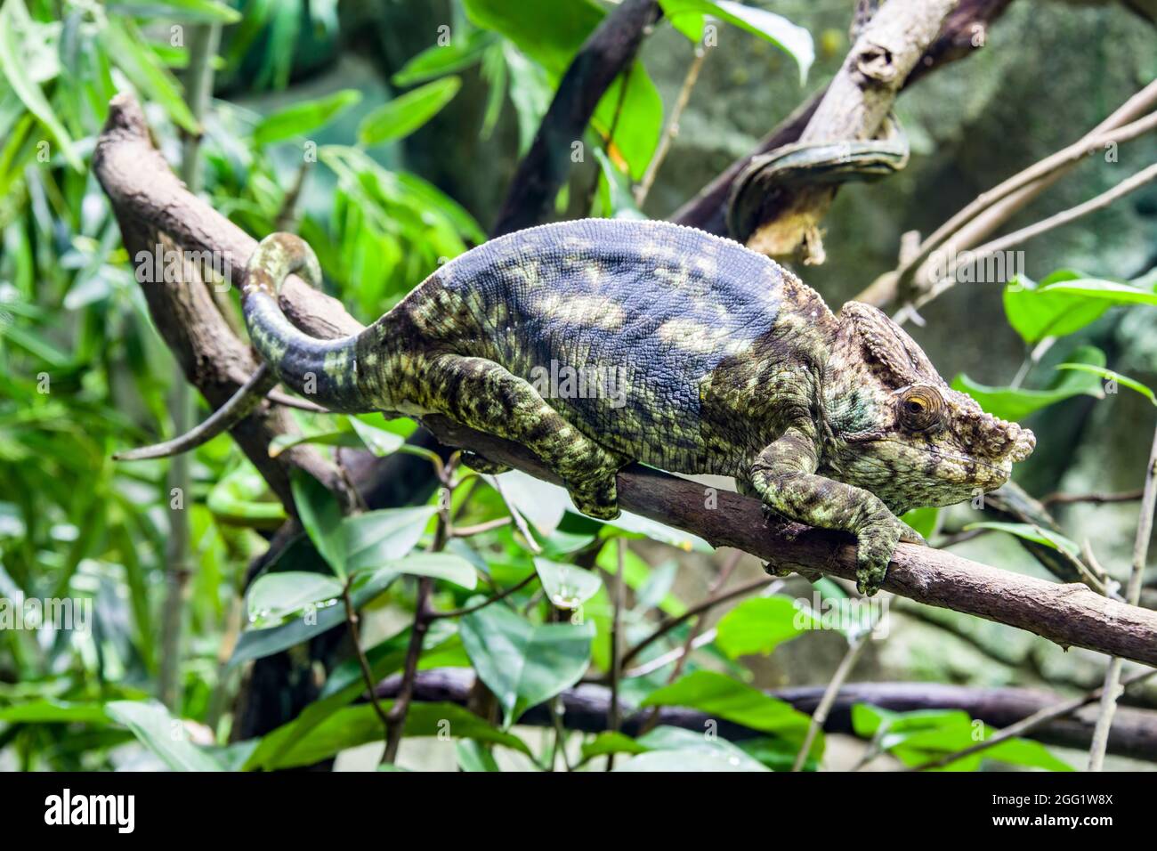 Das Parson-Chamäleon (Calumma parsonii) ist eine große Art von Chamäleon, einer Eidechse aus der Familie der Chamaeleonidae. Sie ist endemisch in Madagaskar. Stockfoto