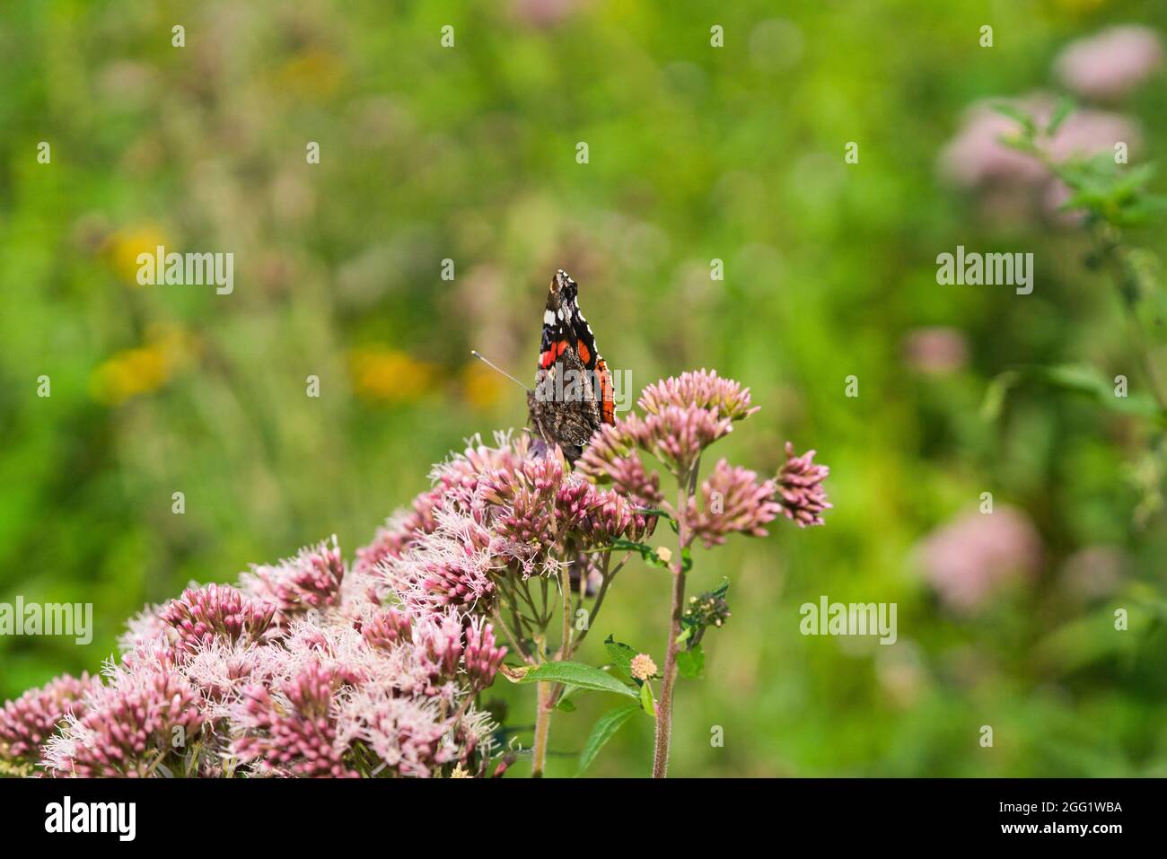 Ein Schmetterling des Roten Admirals - Vanessa atalanta auf einem Eupatorium-Cannabinum oder Hanf-Agrimonie sitzend Stockfoto