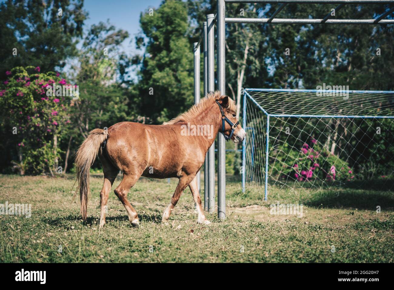 L Seite Foto hellbraun Pferd Pony spielen kräftig flottern auf Fußballfeld Gras laufen. Sommer Baum Blume Metall horizontale Bar Hintergrund Stockfoto