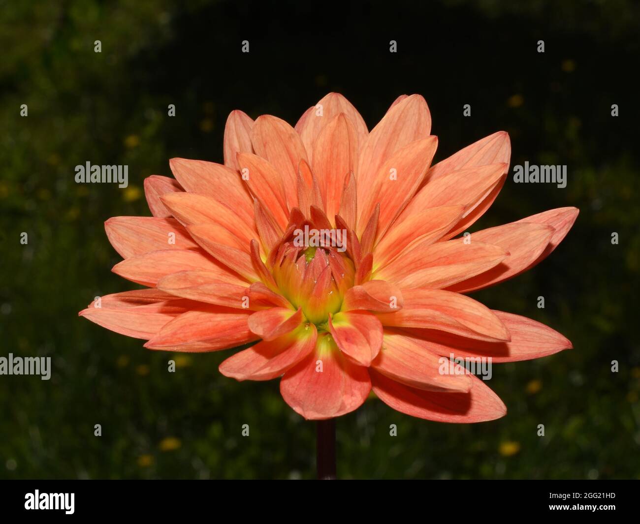 Orangefarbene Dahlia-Blüten in Kolumbalblüte aus der Nähe Stockfoto