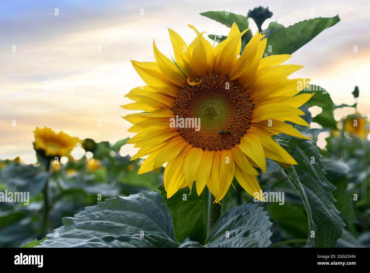 Sonnenblumen Feld bei Sonnenuntergang. Ernte von Sonnenblumensamen in