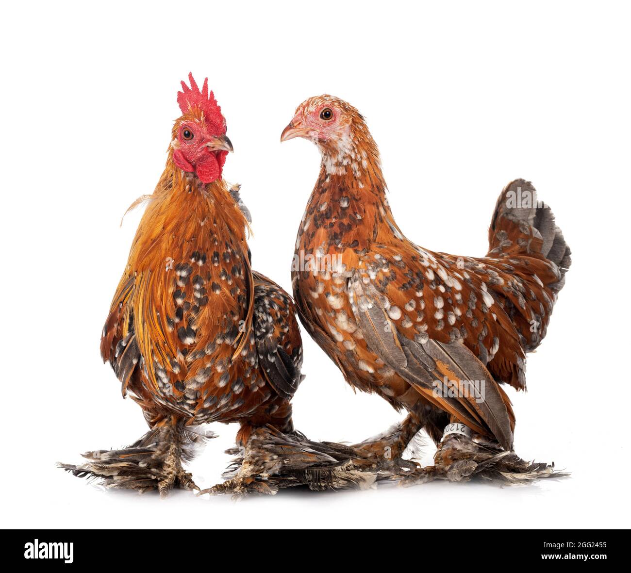 Gebootet Bantam vor weißem Hintergrund Stockfoto