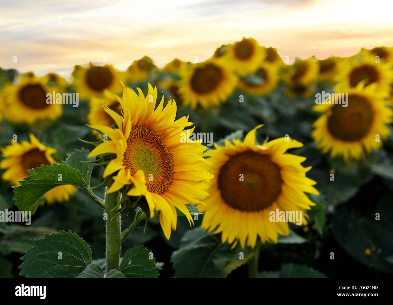 Sonnenblumen Feld Bei Sonnenuntergang Ernte Von Sonnenblumensamen In sonnenblumen-feld-bei-sonnenuntergang-ernte-von-sonnenblumensamen-in