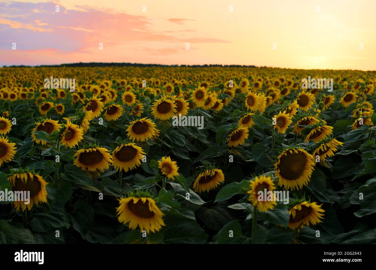Sonnenblumen Feld bei Sonnenuntergang. Ernte von Sonnenblumensamen in