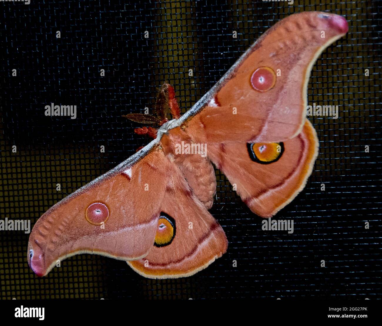 Kaiser Gum Moth, Opodiphthera Eukalypti. Große gemusterte Motte mit markanten Markierungen wie Augen, um Raubtiere abzuschrecken. Queensland, Australien. Stockfoto