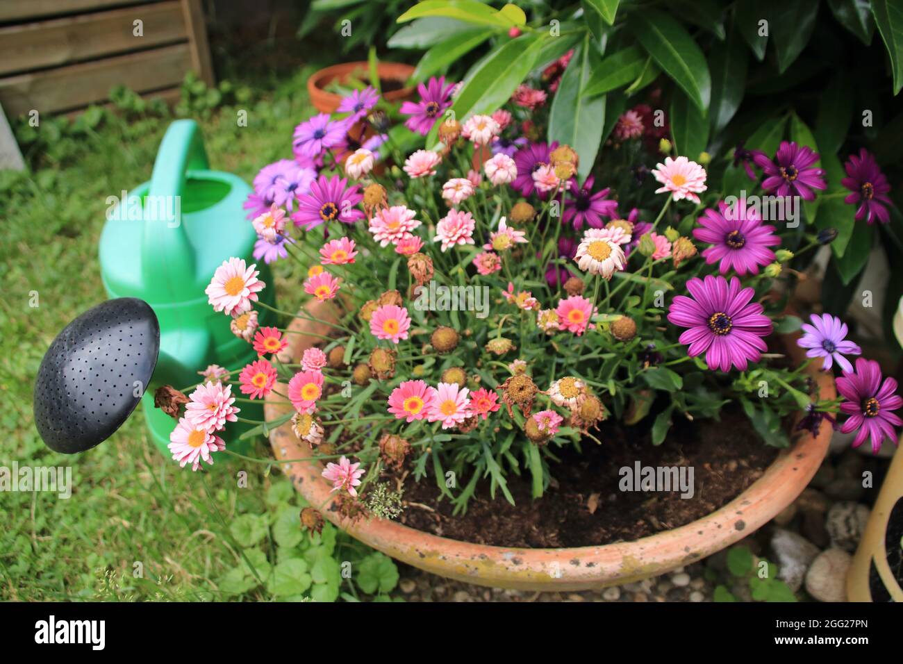 Tonblumenschale mit einer Gießkanne daneben im Garten eines Hauses Stockfoto