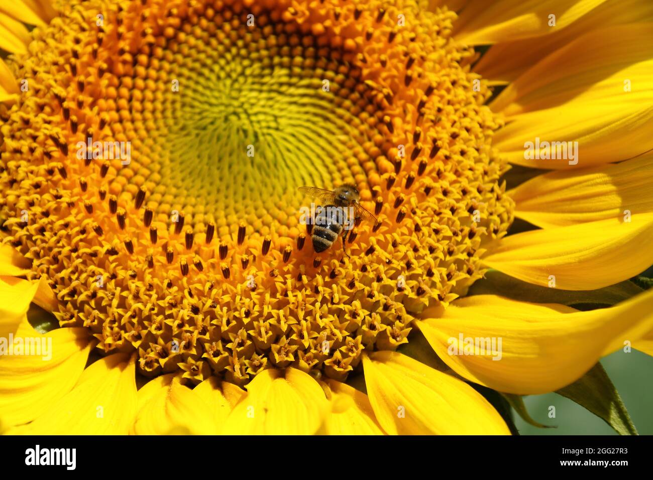 Biene sitzt auf einer Sonnenblume in der Sonne Stockfoto