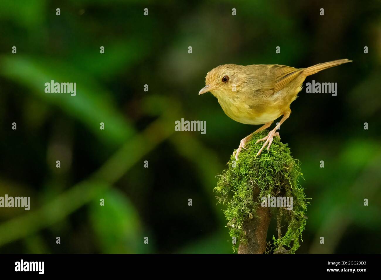 Buffbruseliger Babbler, der auf einer Spitze von Barsch steht, der mit Moos bedeckt ist, das in eine Ferne blickt Stockfoto