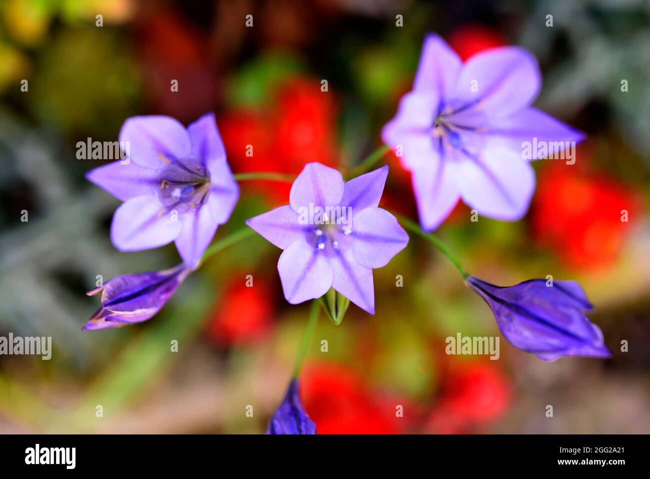 Lila und rote Sommerblumen Stockfoto