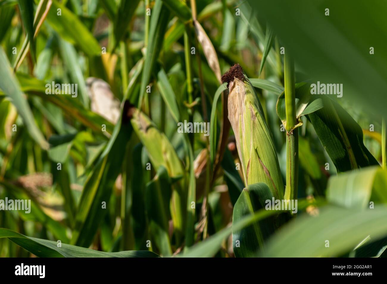 Grünes Maisohr auf Stiel mit Seide im Feld, Mais im Maisfeld Stockfoto