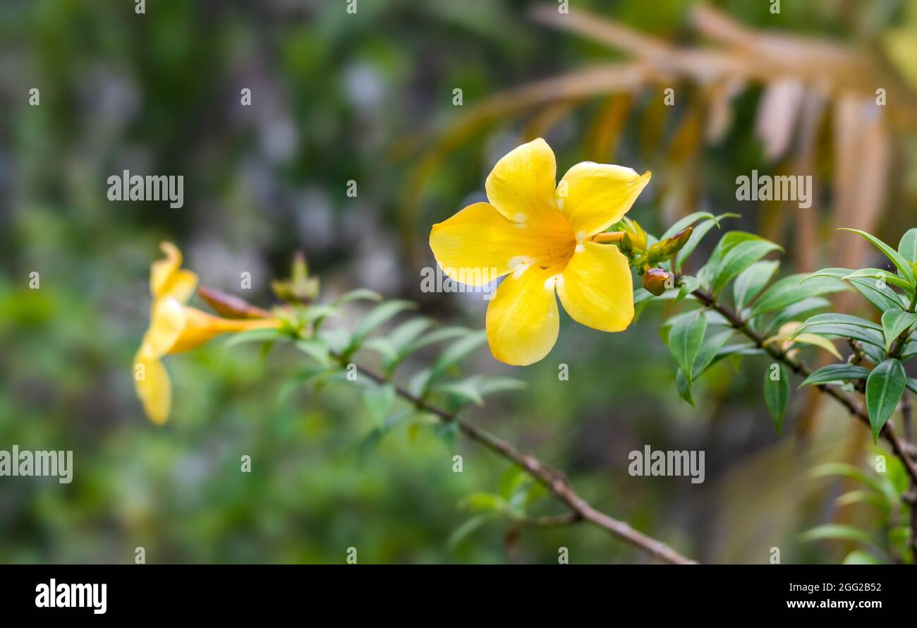 Allamanda cathartica oder gewöhnliche Trompete blühte voll gelbe Blume innerhalb eines botanischen Gartens mit Kopieraum Stockfoto