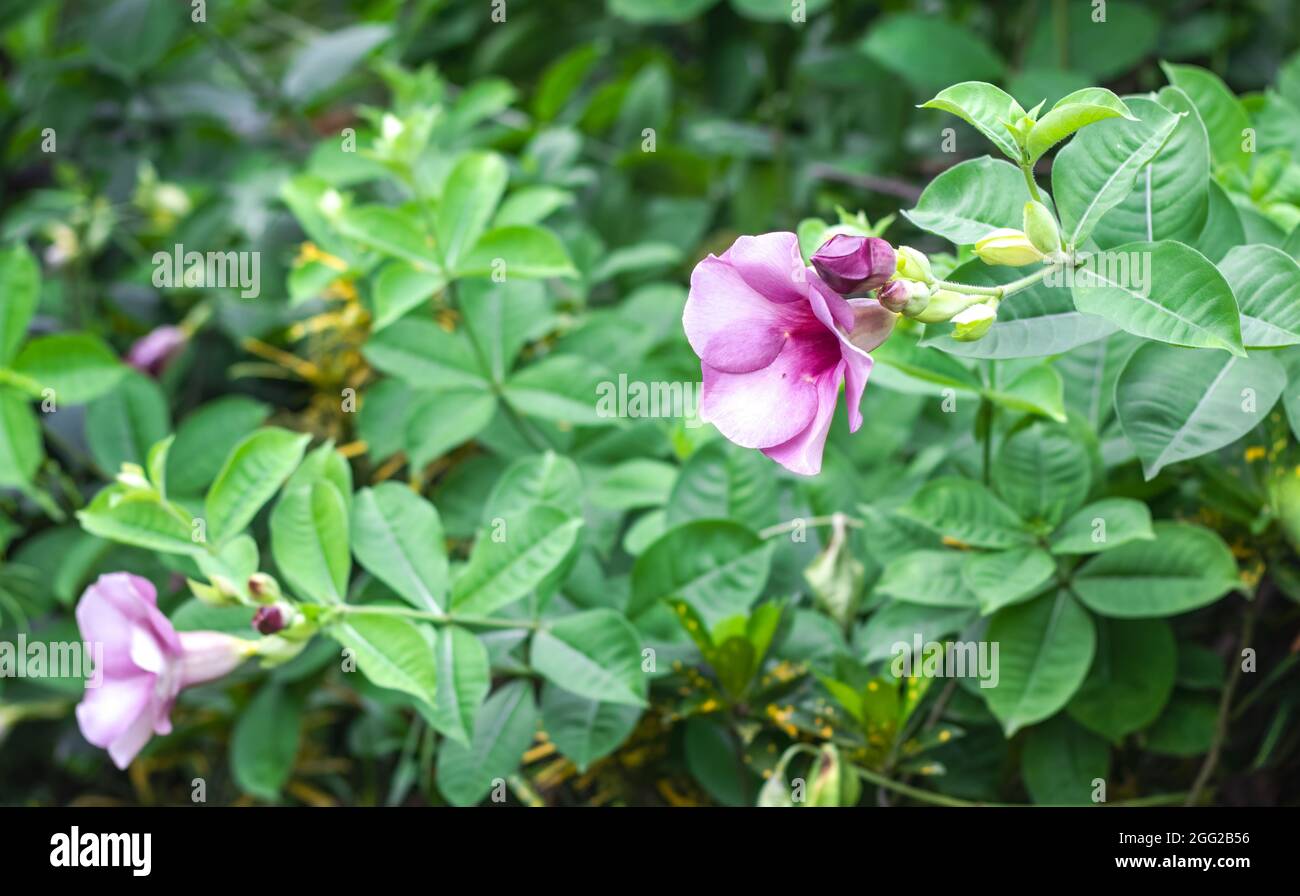 Im tropischen Garten blühte Allamanda cathartica oder gewöhnliche trompetenrote Weinblüte aus nächster Nähe Stockfoto