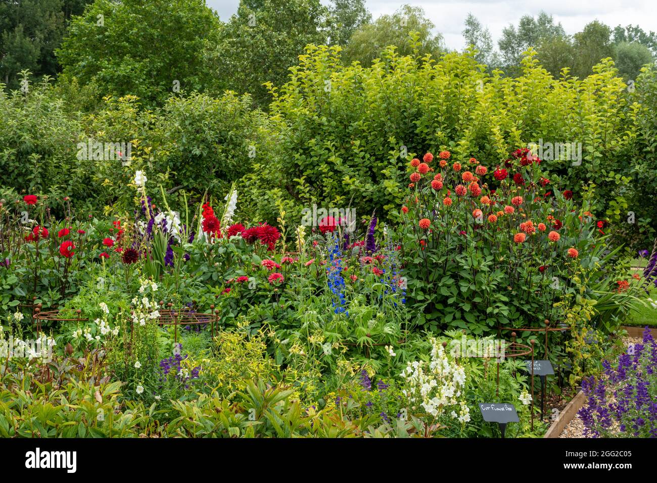 Houghton Lodge Gardens in Hampshire, England, Großbritannien, im August oder Sommer. Der Cut Flower Garden mit bunten Blumen, Teil der ummauerten Gärten. Stockfoto