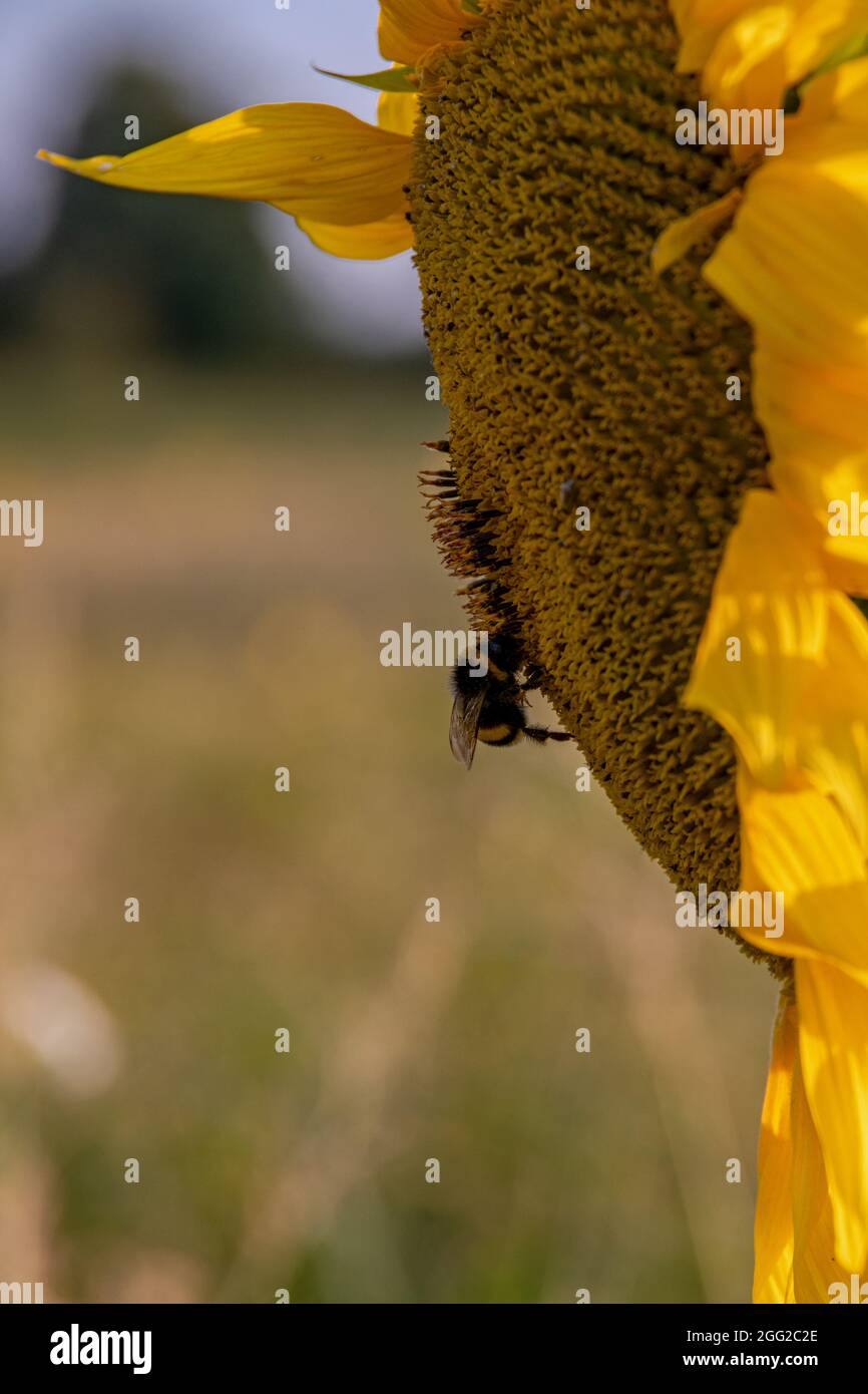 Seitliche Nahaufnahme einer Sonnenblume mit einer Hummel, die darauf sitzt Stockfoto