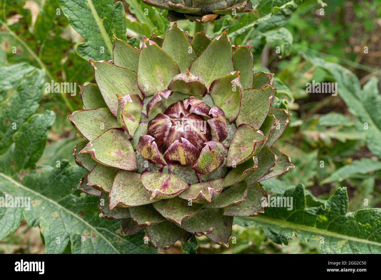 Globe Artischocke 'Green Globe' Pflanze wächst in einem Gemüsegarten, Sommer oder August, Großbritannien Stockfoto
