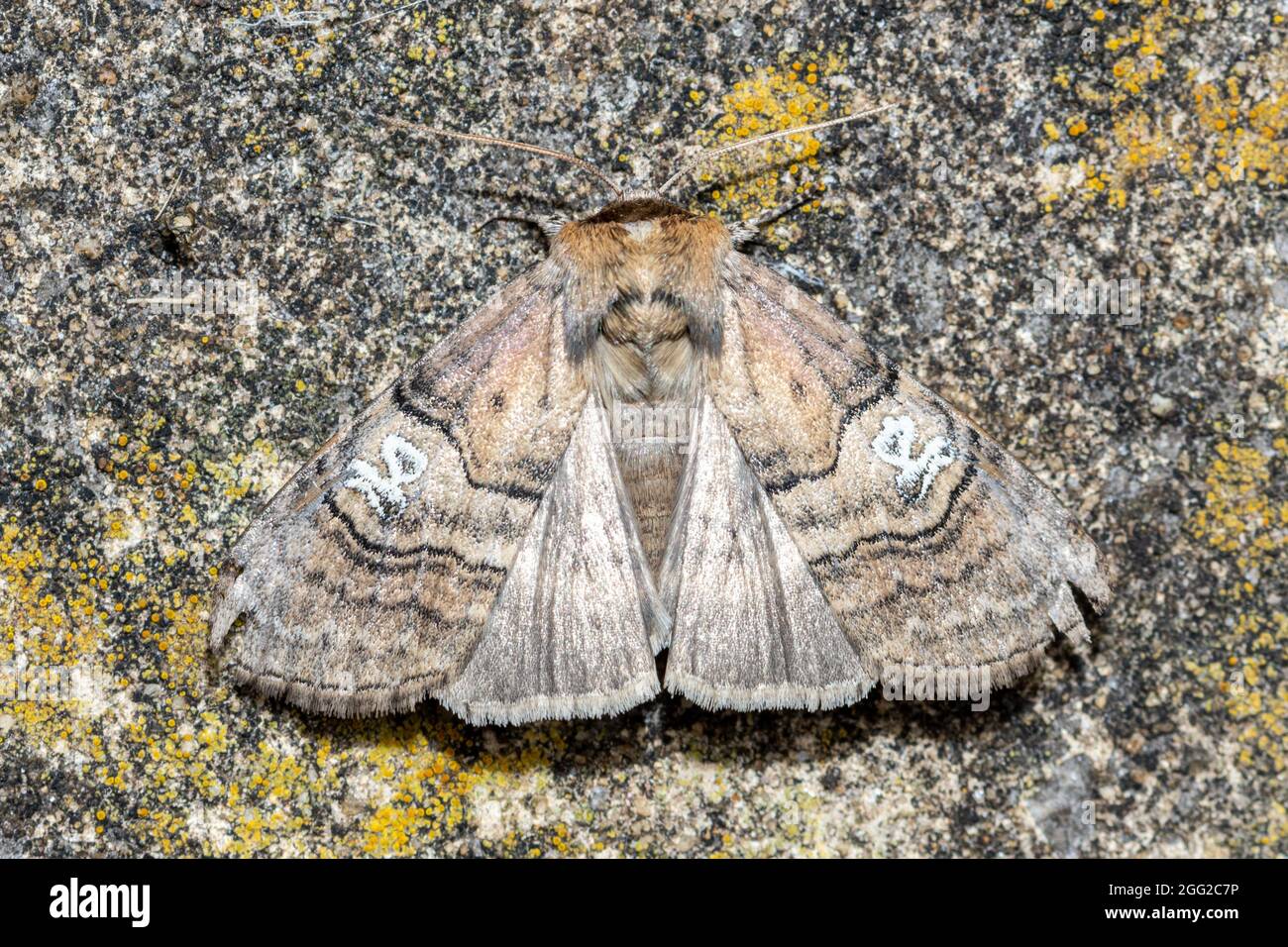 Figur von acht Motten (Diloba caeruleocephala), aus der Familie Noctuidae, UK Stockfoto