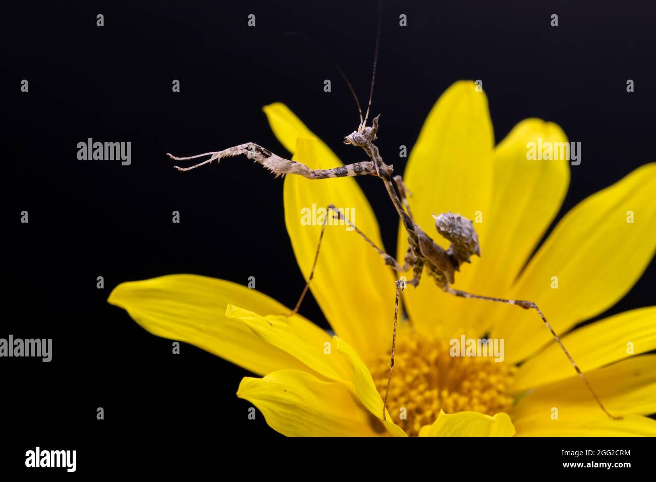 Ein Nahaufnahme-Makrofoto einer kryptischen Gottesanbeterin, die über die Blütenblätter einer gelben Blume kriecht, mit schwarzem Hintergrund. Stockfoto