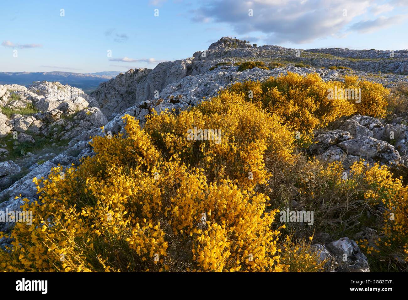 Blühende Bergschrubben (Cystsus galianoi) in der Sierra de Peñarrubia in Campillos. Region Guadalteba, Malaga. Andalusien, Spanien Stockfoto