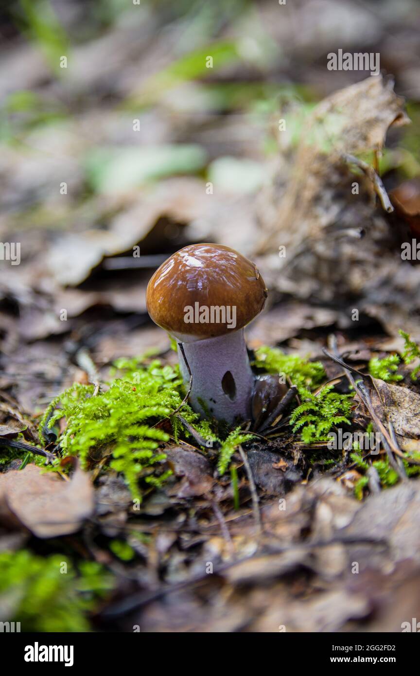 Kleiner brauner schöner Ölerpilz, bedeckt mit Schleim, der den Himmel und Bäume in gefallenen Blättern und Moos in einem hellen lettischen Herbstwald reflektiert Stockfoto
