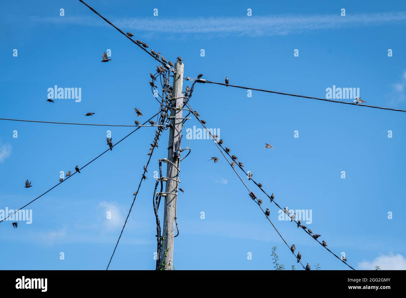 Junge Stare [Sturnus vulgaris] an Stromleitungen im späteren Sommersonnenschein. Stockfoto