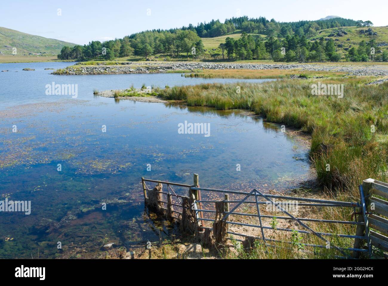 Wales, Snowdonia-Nationalpark. Landschaft des Sees Gader am Beddgeltert Wald. Ruhige Sommerszene mit ruhigem Wasser im Vordergrund und bewaldeten hil Stockfoto