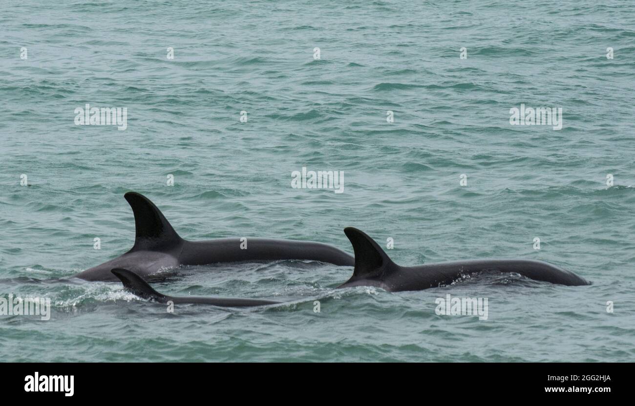 Killerwal Jagd Seelöwen, Patagonien, Argentinien. Stockfoto