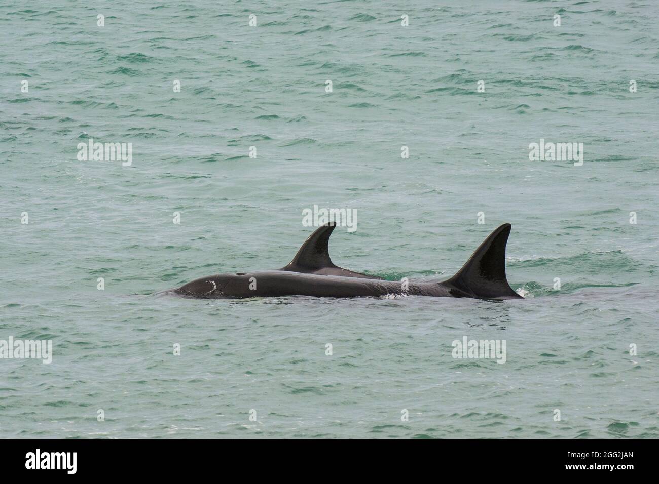 Killerwal Jagd Seelöwen, Patagonien, Argentinien. Stockfoto