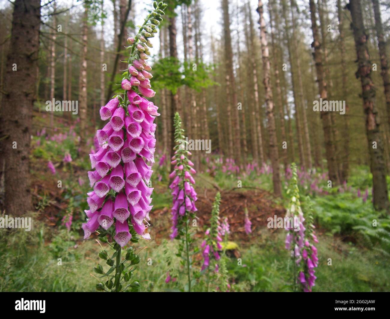 Nationalpark Böhmische Schweiz (Tschechische Republik) Stockfoto