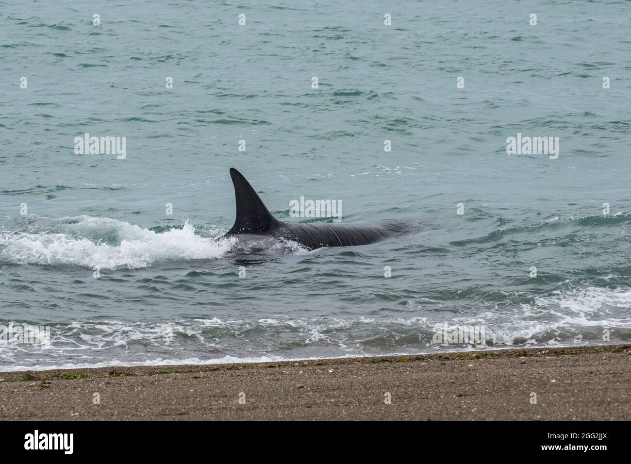 Killerwal Jagd Seelöwen, Patagonien, Argentinien. Stockfoto