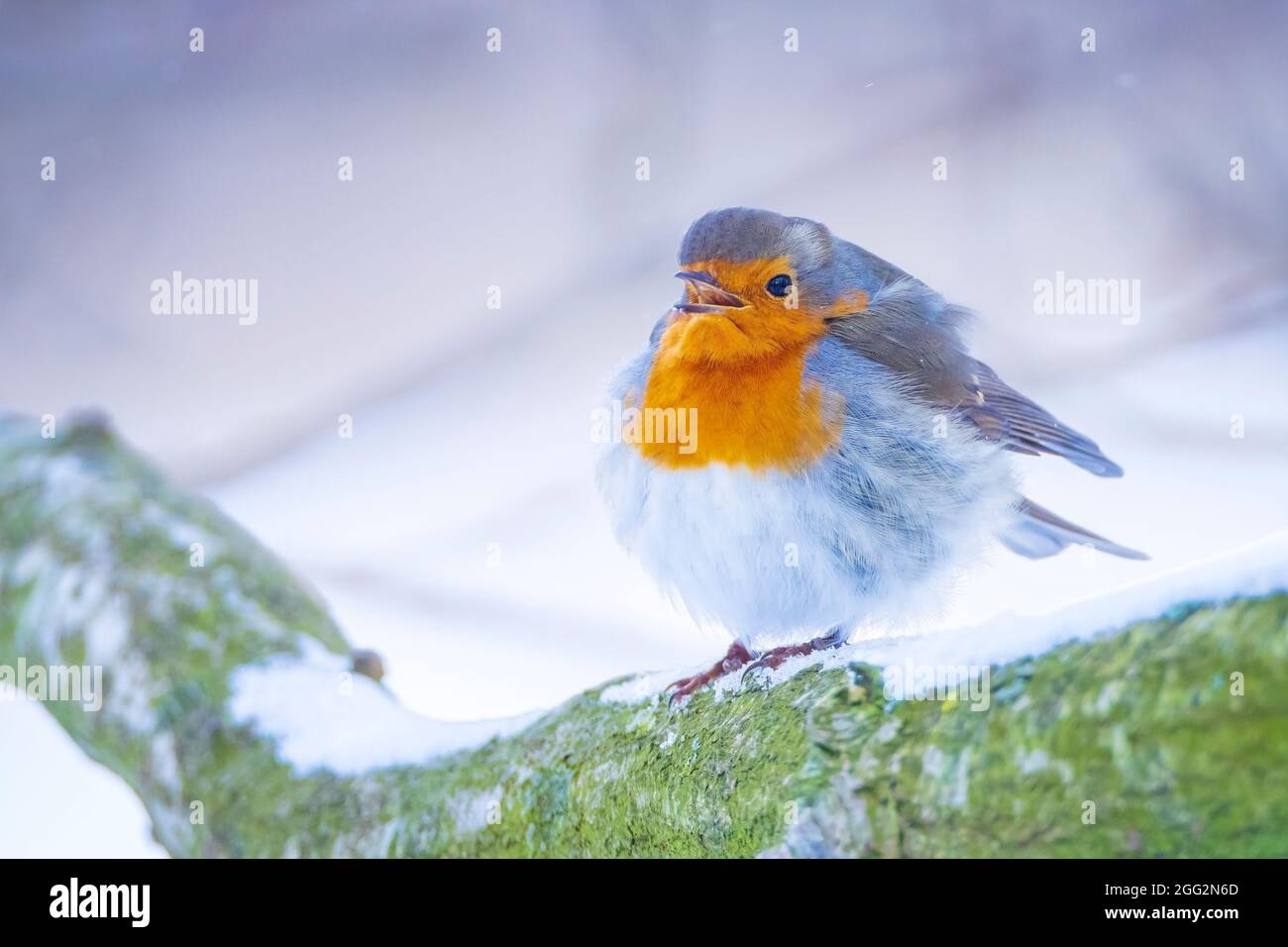 Europäischer Rotkehlchen Erithacus rubecula Futter im Schnee, schöne kalte Winter Einstellung Stockfoto