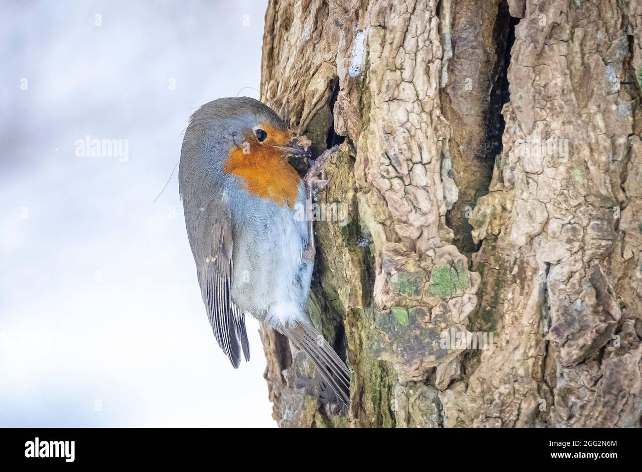 Europäischer Rotkehlchen Erithacus rubecula Futter im Schnee, schöne kalte Winter Einstellung Stockfoto