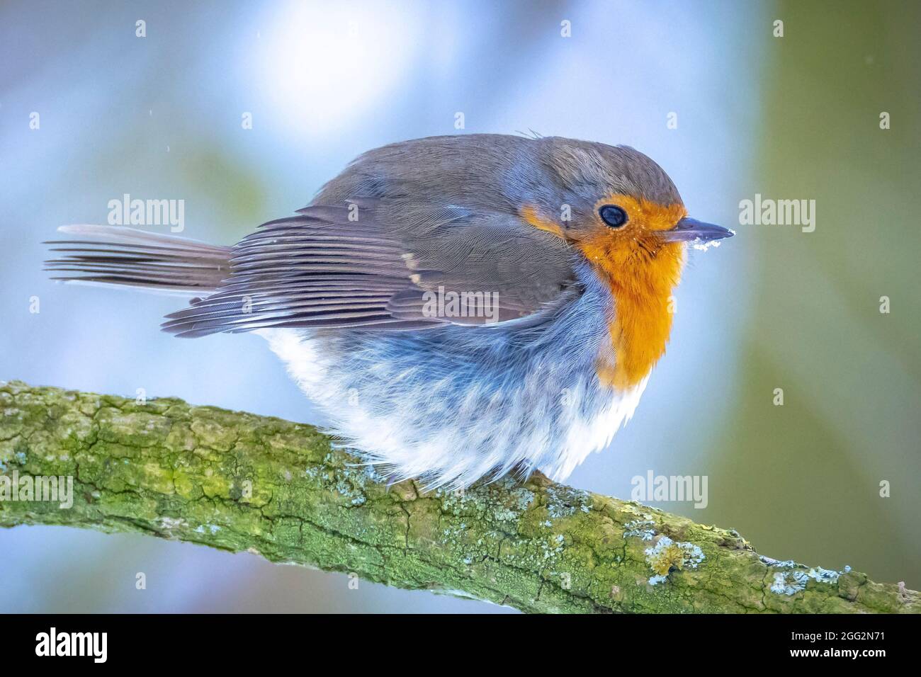 Europäischer Rotkehlchen Erithacus rubecula Futter im Schnee, schöne kalte Winter Einstellung Stockfoto