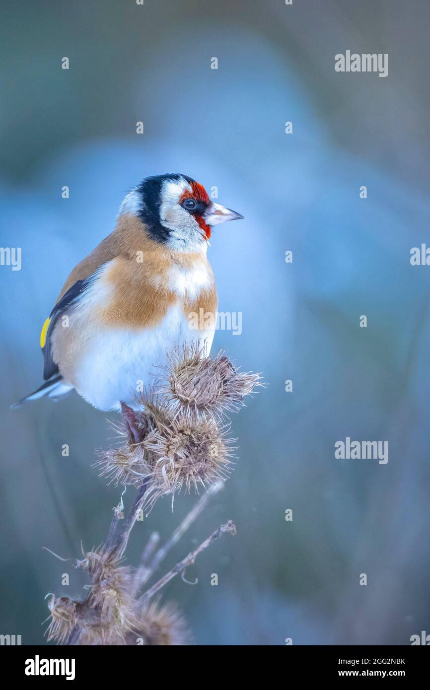 Europäischer Goldfinkenvogel, Carduelis carduelis, sitzt, fressen und füttern Samen im Schnee während der Wintersaison Stockfoto