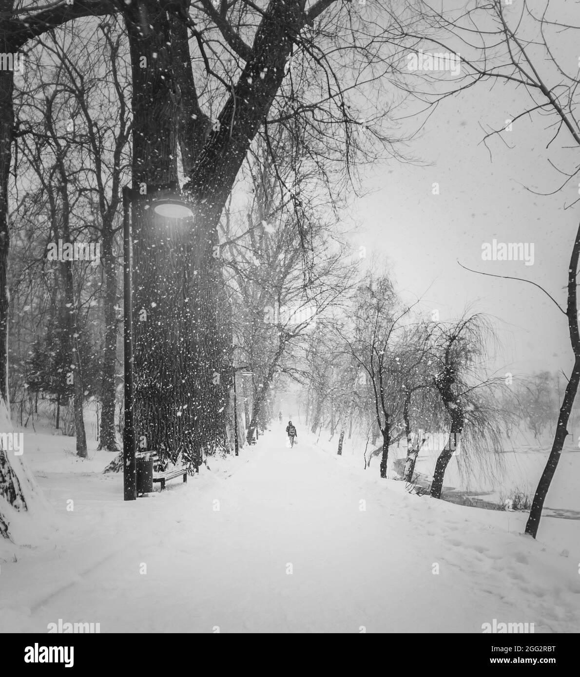 Schwarz-weiße Winterszene mit einer Einzelperson, die in einem Schneesturm entlang einer Baumallee im verschneiten Park läuft. Wanderer Silhouette auf einem Pfad in einem silen Stockfoto