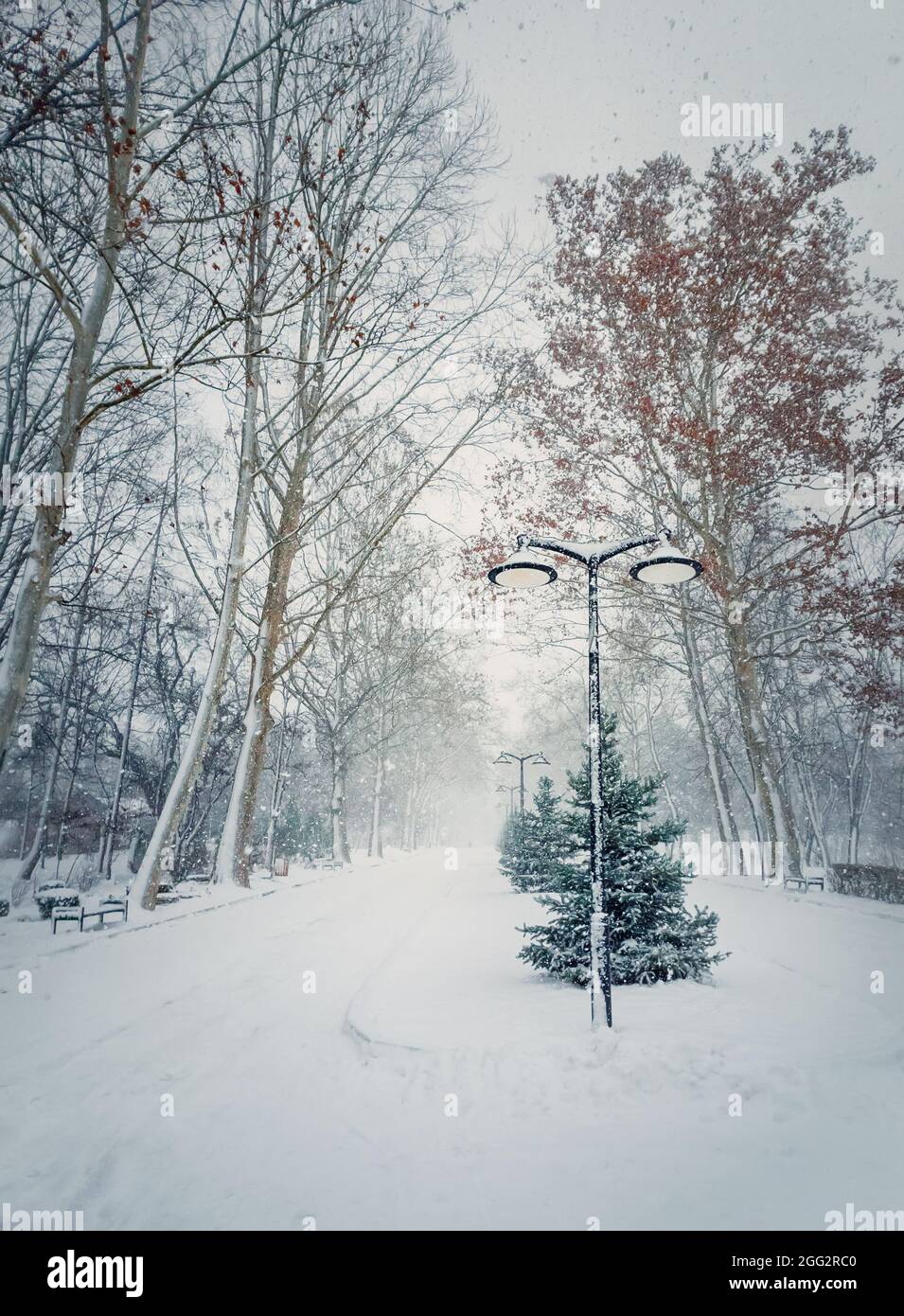 Kalte, verschneite Wintermorgen im Park mit mehreren Schneeflocken vom Himmel fallen. Schöne Szene, kalte Jahreszeit, Schneefall Atmosphäre auf dem Platz. Stockfoto
