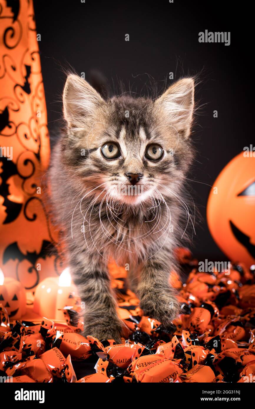 Ein graues Halloween-Kätzchen sitzt auf orangefarbenen Süßigkeiten. Schöne Karte für Glückwünsche zum Urlaub. Stockfoto