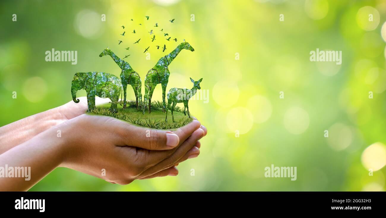 Wald Silhouette in Form einer wilden Tier Tierwelt und Waldschutz Konzept Stockfoto