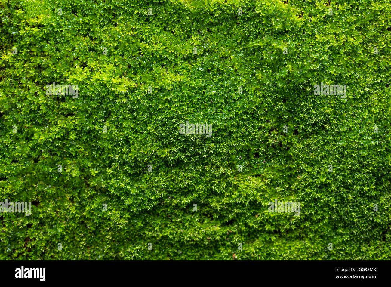 Grüner Moos Hintergrund, moosige Textur Stockfoto